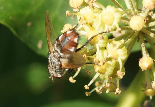 Peleteria iavana